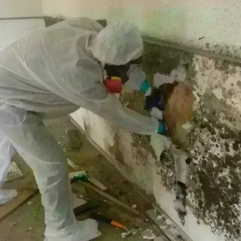 Mold Remediation and Removal in Inverness, CA